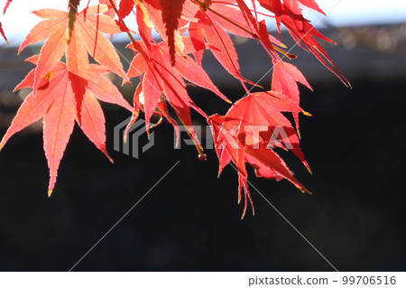 Autumn leaves 99706516