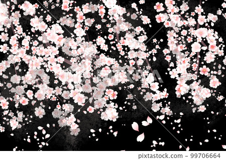 夜晚的櫻花 夜晚的櫻花 99706664