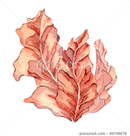 Composition of pink sea plants watercolor illustration isolated on white background. 99706676