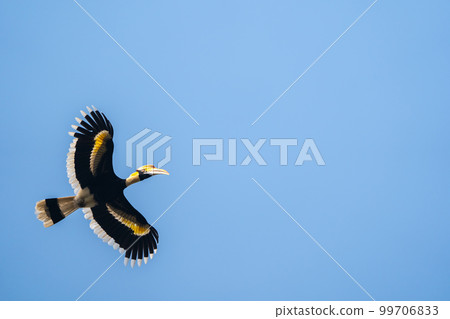 Great Hornbill in Flight 99706833