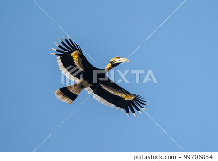 Great Hornbill in Flight Great Hornbill in Flight 99706834
