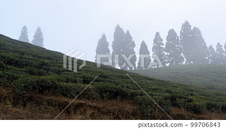 Tea Gaerdens of Ilam 99706843