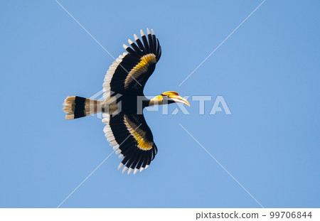 Great Hornbill in Flight Great Hornbill in Flight 99706844