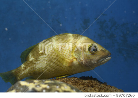 紅鯛魚 年輕的紅鯛魚 魚 紅鯛魚 年輕的紅鯛魚 魚 99707260