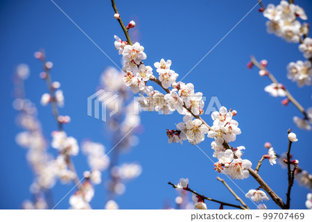 Soga plum grove white plum [Odawara City, Kanagawa Prefecture] 99707469