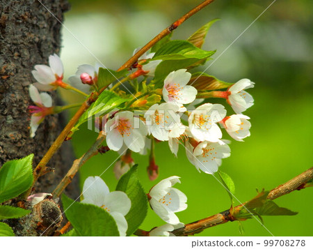 櫻花從洩洪道堤岸的樹幹上綻放 櫻花從洩洪道堤岸的樹幹上綻放 99708278
