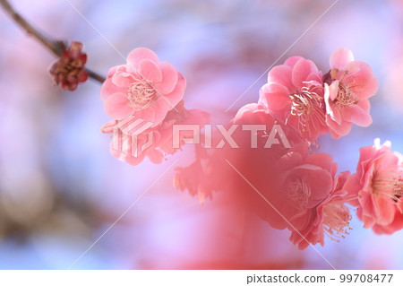 梅林中的梅花圖片 99708477