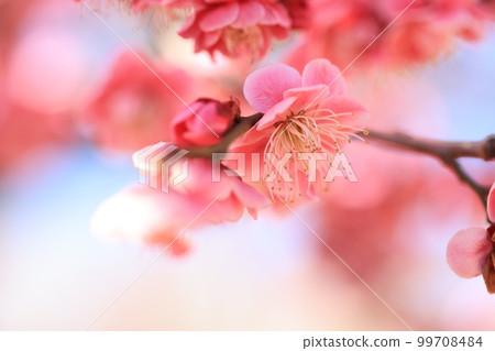 Photo of plum blossoms in the plum grove Photo of plum blossoms in the plum grove 99708484