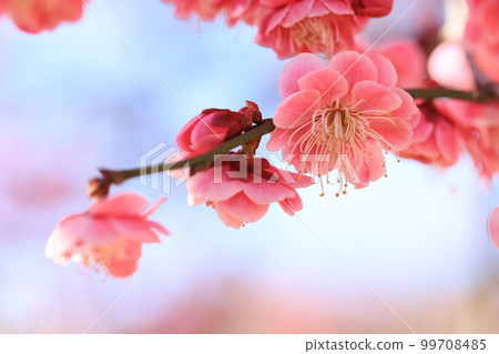 Photo of plum blossoms in the plum grove Photo of plum blossoms in the plum grove 99708485
