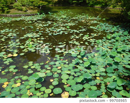 Kyoto Shugakuin Imperial Villa Yuryuike Water Lily 99708985