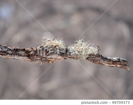 A small Saurogase growing on a branch February 99709373