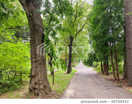 樹木環繞的公園和道路 99709452