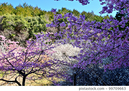 長樂寺梅花和河津櫻花 99709663
