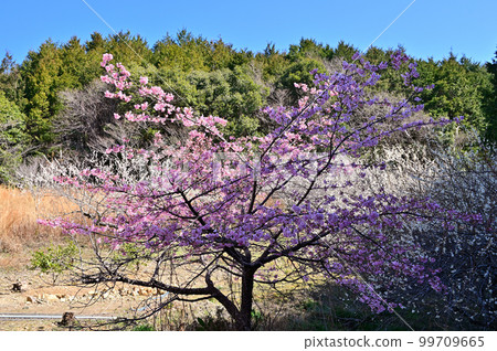 長樂寺梅花和河津櫻花 99709665
