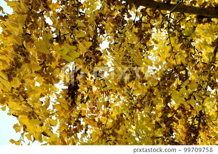 金仁寺的紅葉景色 金仁寺的紅葉景色 99709758