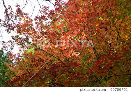 金仁寺的紅葉景色 99709761