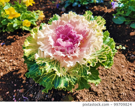 沐浴在陽光下的牡丹 99709824