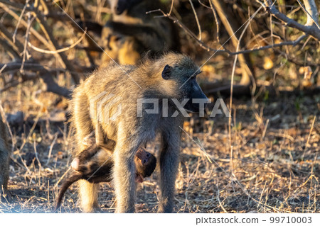 Baboon family in Chobe 99710003