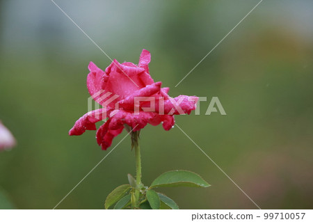 Arao City Ominous Citizen Flower Bed Rose Flower, 99710057