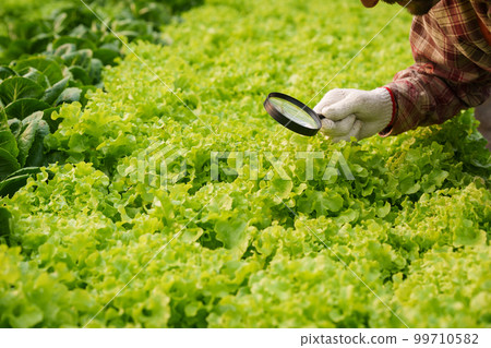 Businessperson or farmer checking hydroponic soilless vegetable in nursery farm. Business and organic hydroponic vegetable concept Businessperson or farmer checking hydroponic soilless vegetable in nursery farm. Business and organic hydroponic vegetable concept 99710582