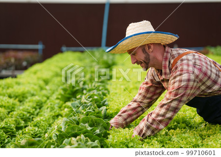 Businessperson or farmer checking hydroponic soilless vegetable in nursery farm. Business and organic hydroponic vegetable concept Businessperson or farmer checking hydroponic soilless vegetable in nursery farm. Business and organic hydroponic vegetable concept 99710601