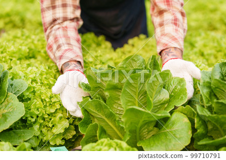Businessperson or farmer checking hydroponic soilless vegetable in nursery farm. Business and organic hydroponic vegetable concept 99710791