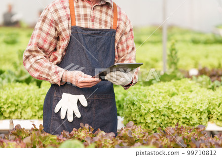 Businessperson or farmer checking hydroponic soilless vegetable in nursery farm. Business and organic hydroponic vegetable concept 99710812