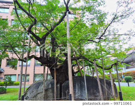 夏日的石割櫻，岩手縣盛岡市盛岡地方法院前 99711061