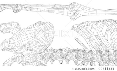 Human skeleton. 3d illustration 99711333