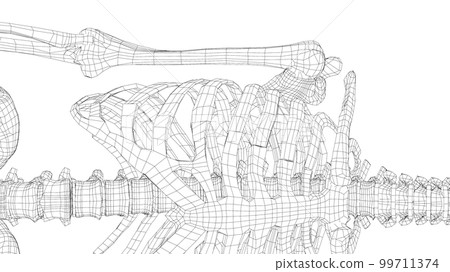 Human skeleton. 3d illustration Human skeleton. 3d illustration 99711374