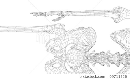 Human skeleton. 3d illustration Human skeleton. 3d illustration 99711526