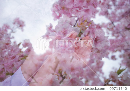 裡面有櫻花的立方體 裡面有櫻花的立方體 99711540