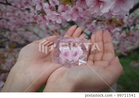 裡面有櫻花的立方體 99711541