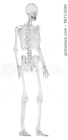 Human skeleton. 3d illustration Human skeleton. 3d illustration 99711699