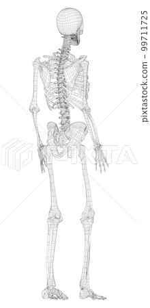 Human skeleton. 3d illustration Human skeleton. 3d illustration 99711725
