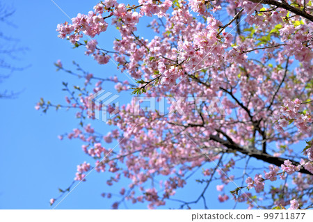 Kawazu cherry blossoms in full bloom in the blue sky Kawazu cherry blossoms in full bloom in the blue sky 99711877