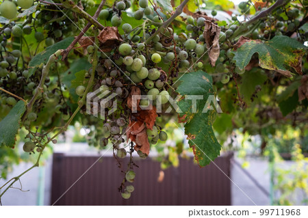 Grape disease, bunch drying out. Mildew disease of young grapes. Grape disease, bunch drying out. Mildew disease of young grapes. 99711968