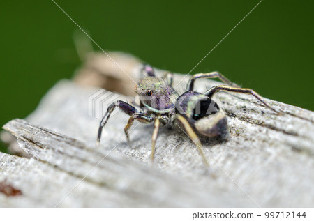 Aoobi Hetri 99712144