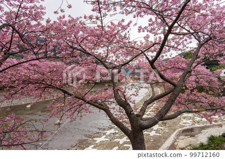 Kawazu-cho, Shizuoka Prefecture Kawazu-zakura on the Kawazu River 99712160