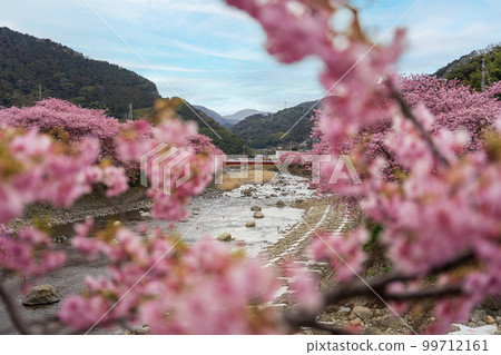 Kawazu-cho, Shizuoka Prefecture Kawazu-zakura on the Kawazu River 99712161