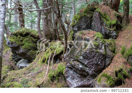 Shirakome池塘的青苔和原始森林 Shirakome池塘的青苔和原始森林 99712281