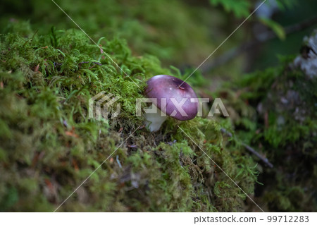 Shirakoma Pond Mushrooms Shirakoma Pond Mushrooms 99712283