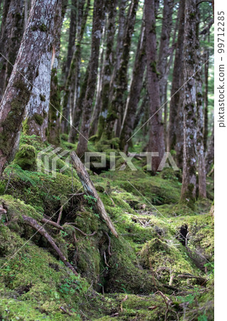 Shirakome池塘的青苔和原始森林 Shirakome池塘的青苔和原始森林 99712285