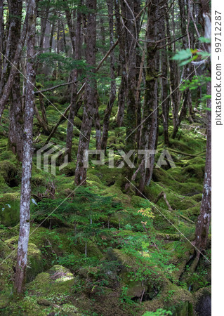 Shirakome池塘的青苔和原始森林 Shirakome池塘的青苔和原始森林 99712287