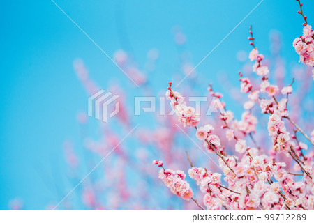 晴天梅花盛開 99712289