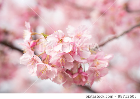 Kawazu櫻桃樹特寫鏡頭 Kawazu櫻桃樹特寫鏡頭 99712603