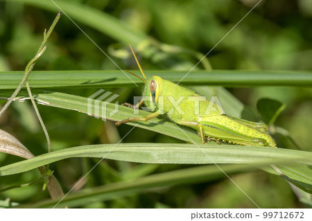 巴坦加粳稻 99712672