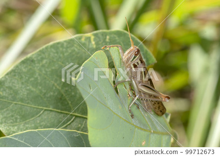 巴坦加粳稻 巴坦加粳稻 99712673