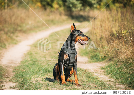 Beautiful Dobermann dog funny sitting outdoor in countryside road in autumn day. Funny Doberman Pinscher dog breed sitting in countryside road 99713058