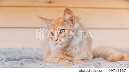 Funny Curious Red Ginger Maine Coon Cat Lying At Home Sofa. Coon Cat, Maine Cat, Maine Shag. Amazing Pets Pet 99713167